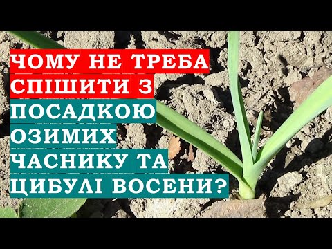 Видео: При якій температурі повітря та грунту можна висаджувати озимі часник та цибулю?