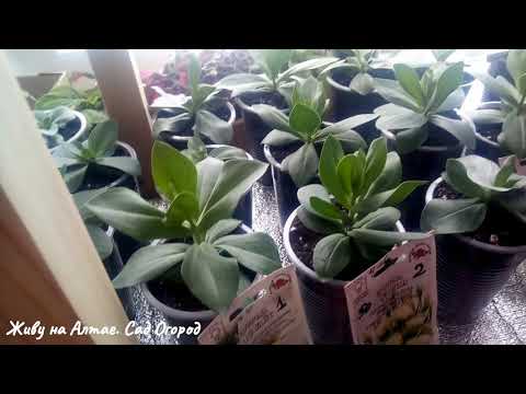 Видео: №10. Рассаде Эустомы 3 месяца. Провожу прищипку.