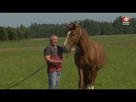 Видео: Белорусский фермер разводит лошадей  [БЕЛАРУСЬ 4| Могилев]