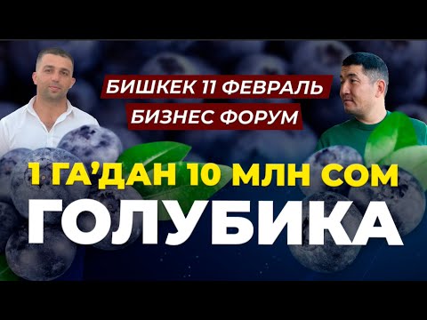 Видео: Жалкоолор үчүн эң жакшы бизнес экен! ;))