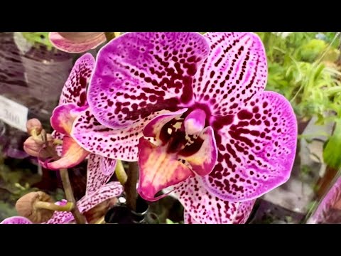 Видео: 💙💛Розкішні ОРХІДЕЇ🤩#phalaenopsis з назвами💚 МОРЕ КРАСИ в Exotic Flora на Клеманській