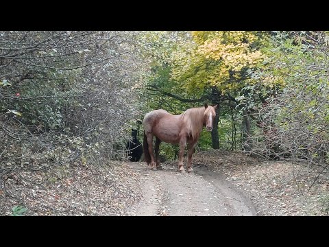 Видео: Есенно приключение до връх Мургаш, Murgash Peak,  II част