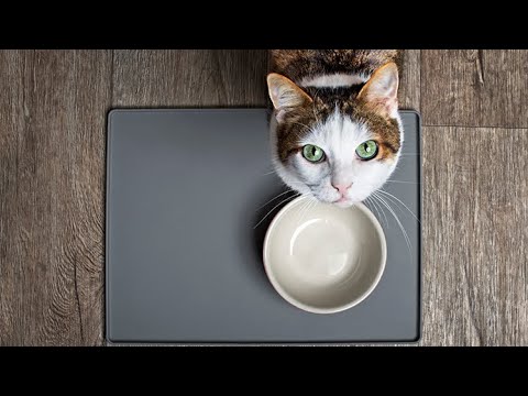 Видео: Не наедается?..