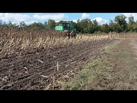 Видео: Второй день уборочной подсолнечника а он наверное сгорел или болел, сразу проводим первичную очистку