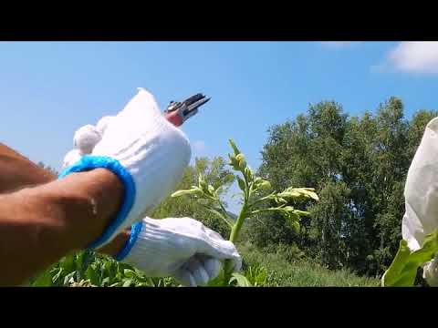 Видео: Ещё раз об укрытии семенников