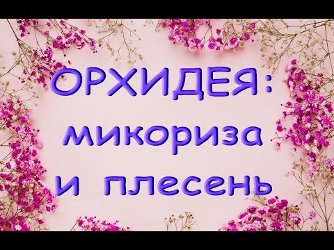 Видео: ОРХИДЕЯ:плесень и МИКОРИЗА