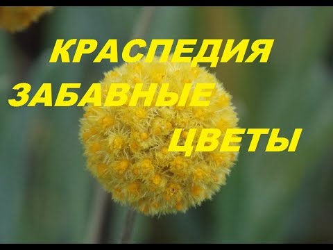 Видео: ВЫРАСТИТЬ КРАСПЕДИЮ НЕ СЛОЖНО!