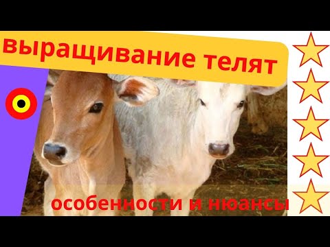 Видео: как выраситить теленка - практика процесса