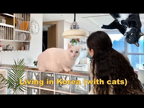 Видео: День из моей жизни в Корее 🇰🇷