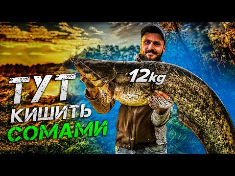 Видео: ✅ПОЧАЛОСЬ! КЛЮЮТЬ АПАРАТИ! СОМ на Спінінг✅