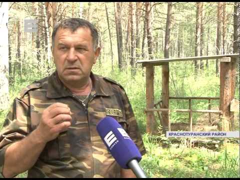 Видео: Кормушка для косули (Енисей Минусинск)