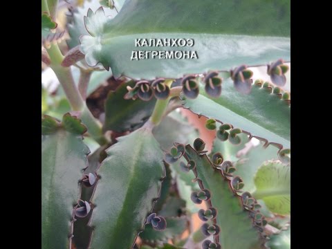 Видео: Формировка каланхоэ дегремона