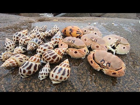 Видео: Необыкновенная раковина и я подобрал необычайно большую раковину и был пойман крабом!