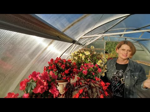 Видео: Готовлю черенки бегонии для перезимовки