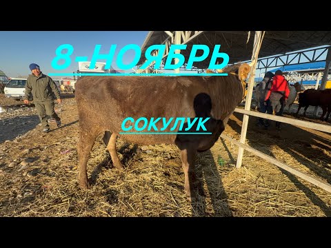 Видео: Уй базар сокулук мал базар 