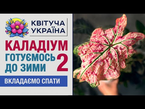Видео: Як вкласти каладіум спати 🌿 Мій сумний досвід