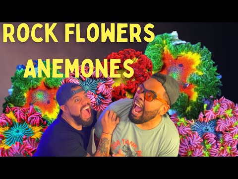 Видео: Анемоны каменные - Подкормка - За день до Aquashella