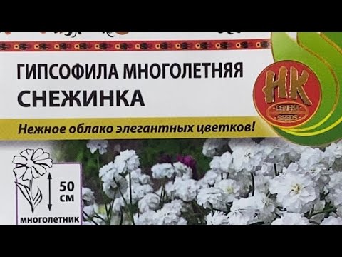Видео: Гипсофила взошла щеткой. Что дальше.