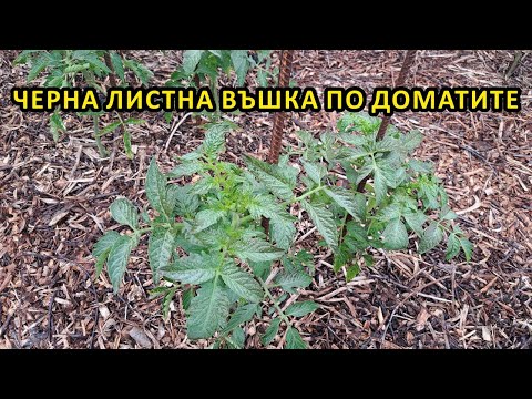 Видео: Как се справям с черната листна въшка по доматите / Градина без копане / Tony's permaculture garden