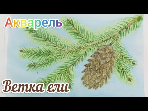 Видео: Как рисовать ветку ели акварелью