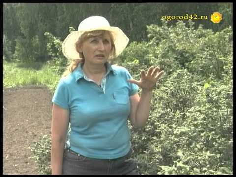 Видео: Почему горькая жимолость?