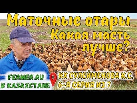 Видео: Две отары элитных овец Эдильбаевской породы. Особенности племработы и содержания. КХ Сулейменова К.С