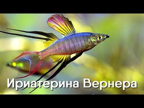 Видео: Ириатерина Вернера – Iriatherina werneri. Радужницы. Описание. Видео. Иреатерина Вернера