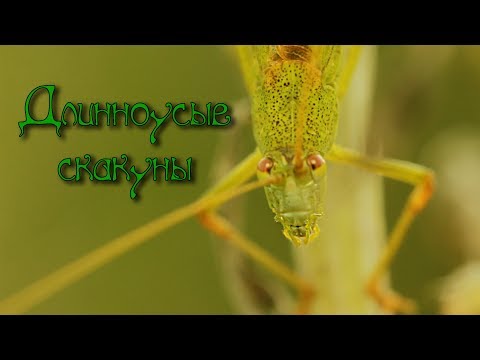 Видео: Длинноусые скакуны. Кузнечики и кобылки