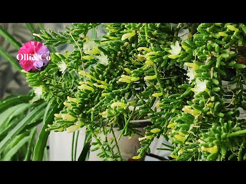 Видео: ПРО ЦВЕТЫ, ПРО ХОЙИ, РИПСАЛИСЫ и ДРУГИЕ РАСТЕНИЯ
