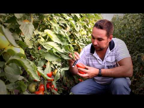 Видео: Выращивание томатов в Запорожской области