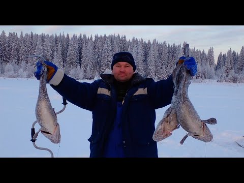 Видео: КРУТАЯ РЫБАЛКА!!! ПОПЁРЛИ ТРОФЕИ!!! ПРОВЕРЯЕМ ЖЕРЛИЦЫ на НАЛИМА.