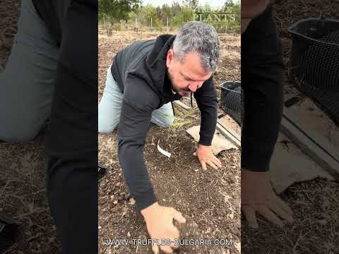 Видео: Ето как се засаждат фиданки с трюфели!
