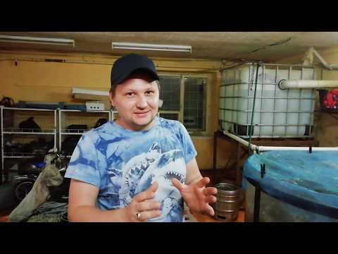 Видео: Клариевый сом. Группа в WhatsApp. Отдых на Бухтарминском водохранилище. Мини узв для клариевого сома