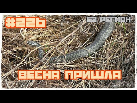 Видео: Весна пришла, с МД в поля! МеталлоКОП 2024