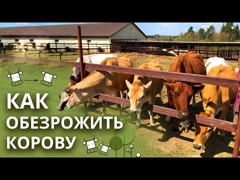 Видео: Зачем обезроживать корову? | Способы обезроживания коров на ферме