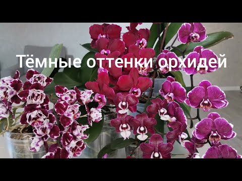 Видео: Тёмные оттенки орхидей. Чёрная орхидея. Катрин, Капучино, Каода, Yaphon Star Diamond 6602