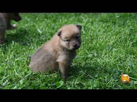 Видео: Щенки карело-финской лайки в августе 2024 :: Puppies of Finnish Spitz in August 2024