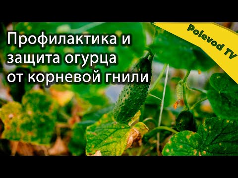 Видео: Профилактика и защита огурца от корневой гнили.