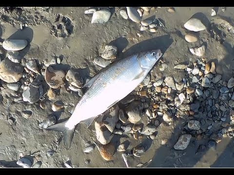 Видео: ГДЕ ПОЙМАТЬ СИГА?