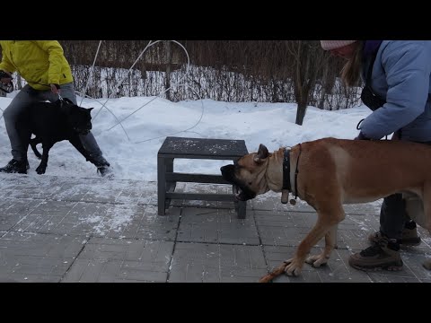 Видео: ДТ - 304. Кане-корсо. Монопородный урок.