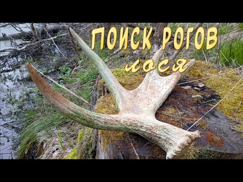 Видео: В лес за рогами. Как найти рога. Встреча с лосями.