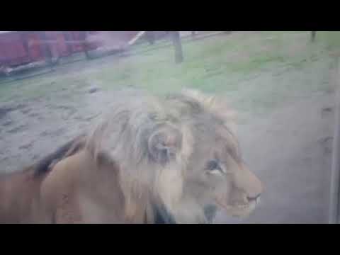 Видео: Проходка. А 16.10. Главный врач Заводского района не увидел хромоты, а уже второй месяц хромает