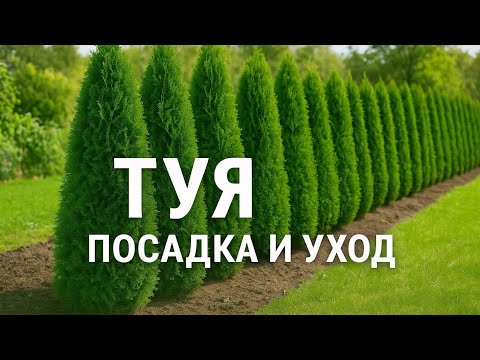 Видео: Уход за туей осенью: посадка, советы и рекомендации 