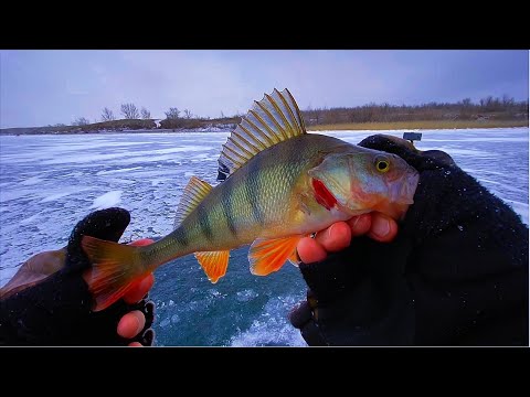 Видео: В ЭТОЙ ЛУНКЕ КУЧА ОКУНЯ!! Рыбалка на Ирикле. Щука на жерлицы.