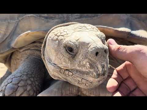 Видео: Ей 87. Мы забрали её 12 черепах, чтобы они выжили #joshuatreereptilehaven #sanctuary