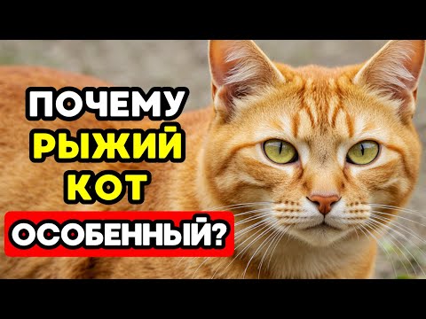 Видео: Твой РЫЖИЙ КОТ — ОСОБЕННЫЙ! Вот что говорит наука!