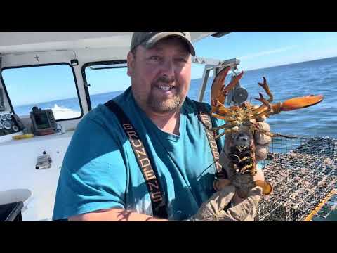 Видео: Лобстеринг в штате Мэн - от лица матроса