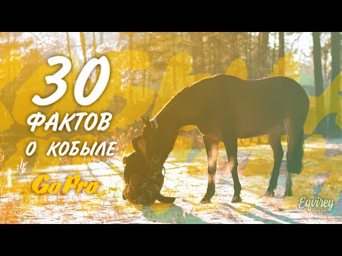 Видео: 30 ФАКТОВ О КОБЫЛЕ | ИНФО | GoPro