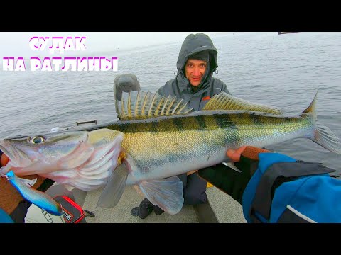 Видео: Бешеный клев судака на раттлины! Клюет один за другим! Лучшие раттлины на судака!