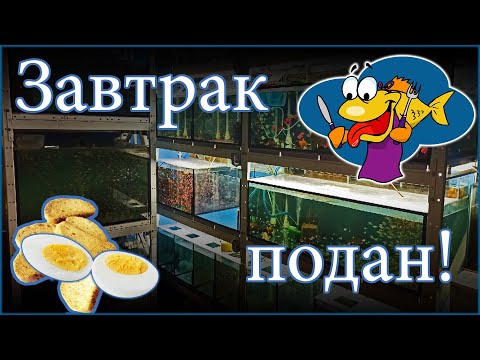 Видео: Утреннее кормление домашней аквариумной разводни